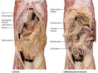 Regions of abdomen
 