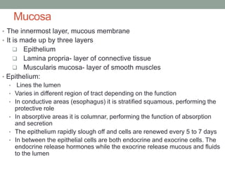 Mucosa
• The innermost layer, mucous membrane
• It is made up by three layers
❑ Epithelium
❑ Lamina propria- layer of conn...
