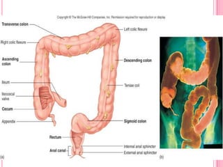 Lower rectal or anal bleeding if there is streaking of blood on the surface of the stool or noted on toilet tissueHealth History and Clinical ManifestationsOther Common abnormalities in stool characteristics