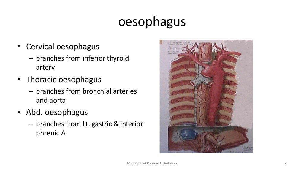git-blood-supply