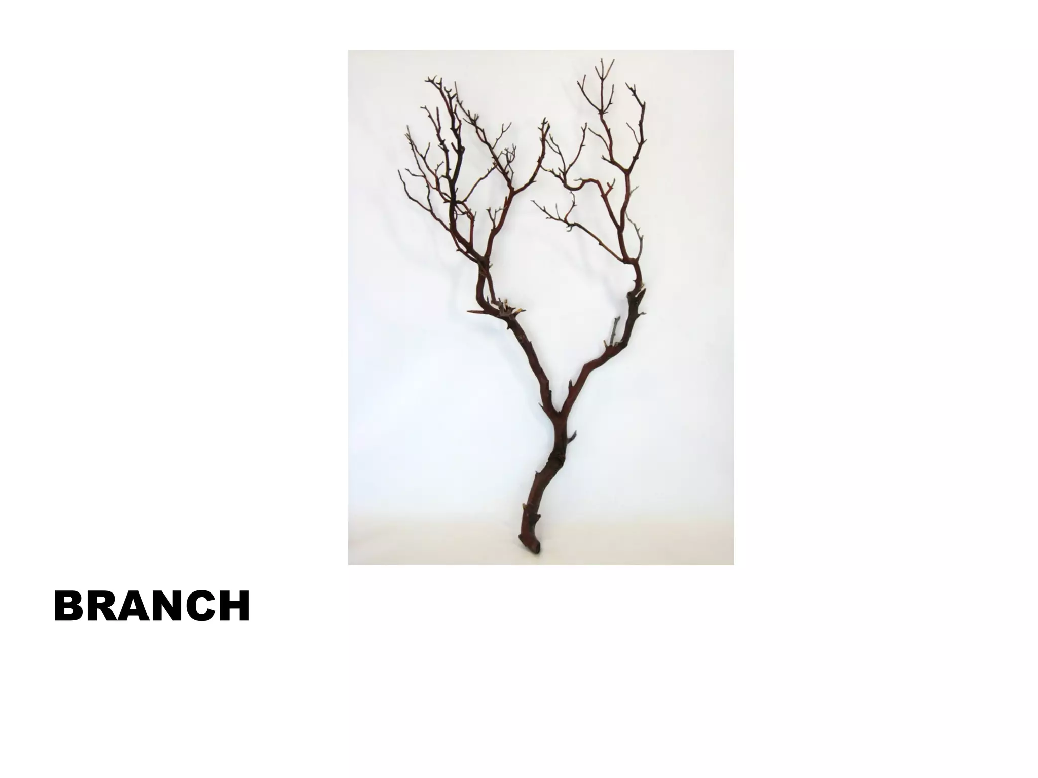 BRANCH 
 