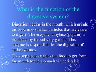 What is the function of the digestive system? Digestion begins in the mouth, which grinds the food into smaller particles that are easier to digest. The enzyme, amylase (ptyalin) is  produced by the salivary glands. This enzyme is responsible for the digestion of carbohydrates. The esophagus enables the food to get from the mouth to the stomach via peristalsis 