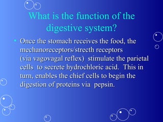 What is the function of the digestive system? Once the stomach receives the food, the mechanoreceptors/strecth receptors (via vagovagal reflex)  stimulate the parietal cells  to secrete hydrochloric acid.  This in turn, enables the chief cells to begin the digestion of proteins via  pepsin. 