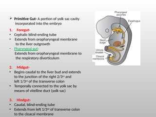 Primitive Intestine Embryology of the Gastrointestinal Tract with Radiological Correlation ...
