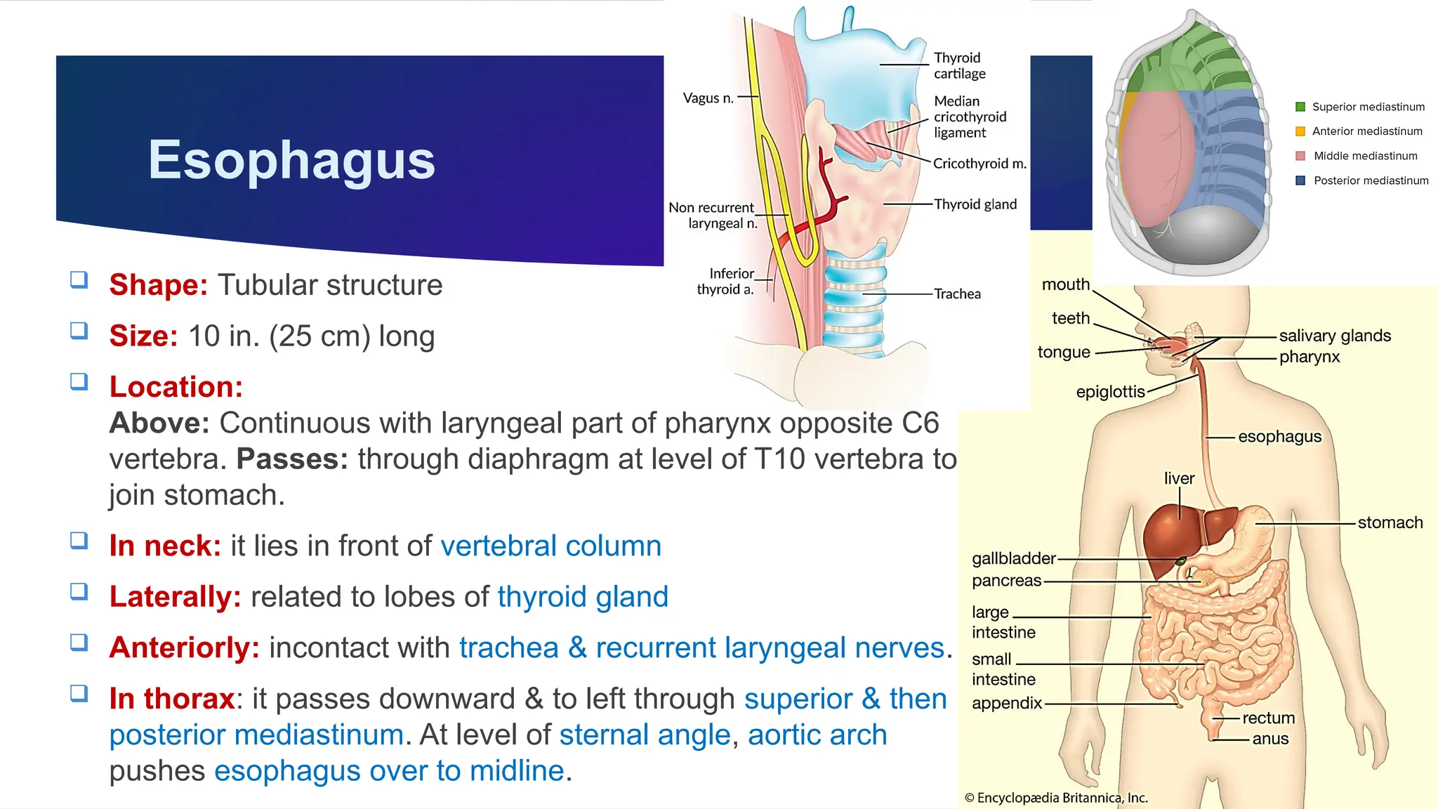 GIT, Esophagus, Stomach & Abdomen BY Dr. Rabia Inam Gandapore.pptx