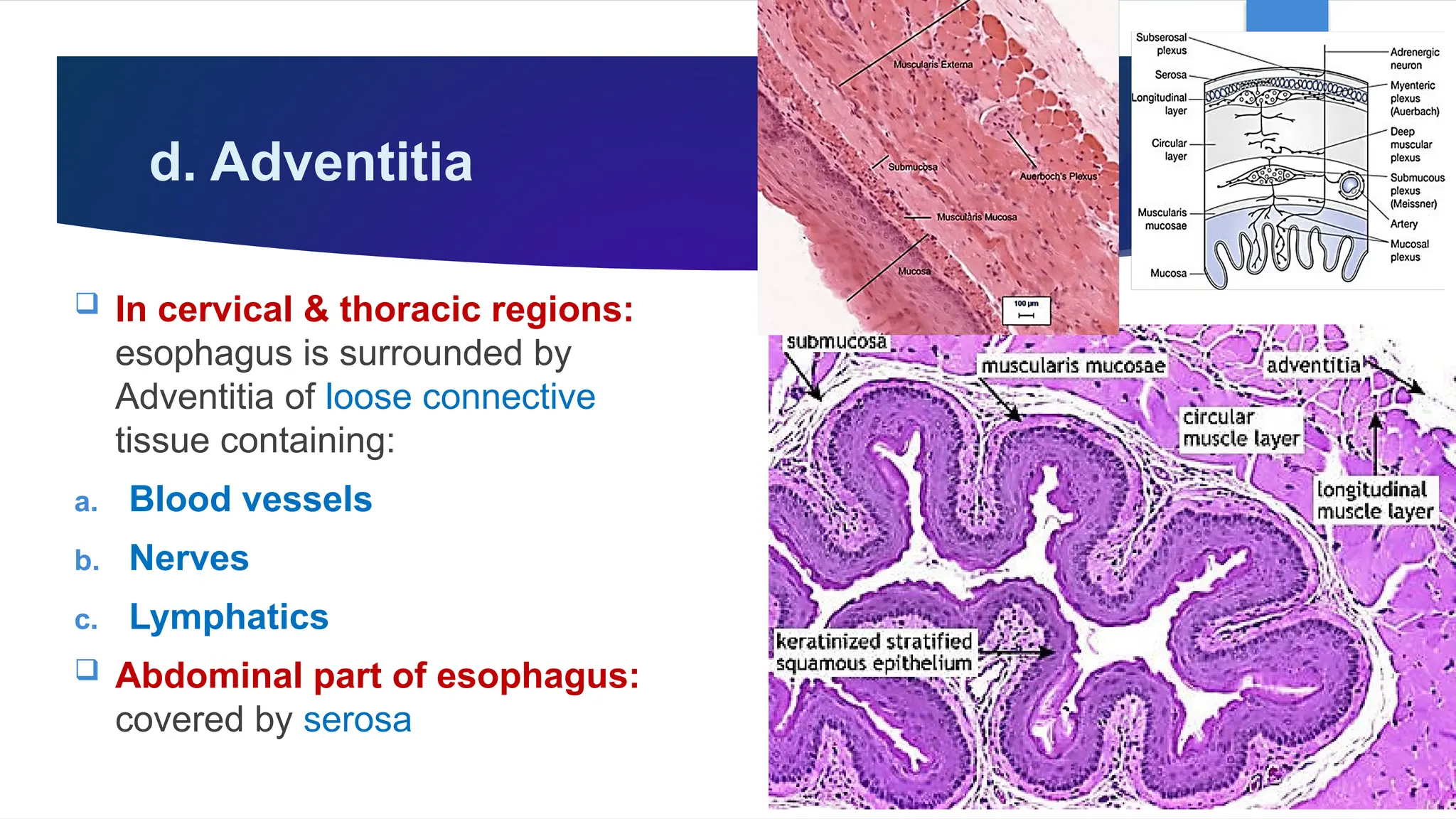 GIT, Esophagus, Stomach & Abdomen BY Dr. Rabia Inam Gandapore.pptx