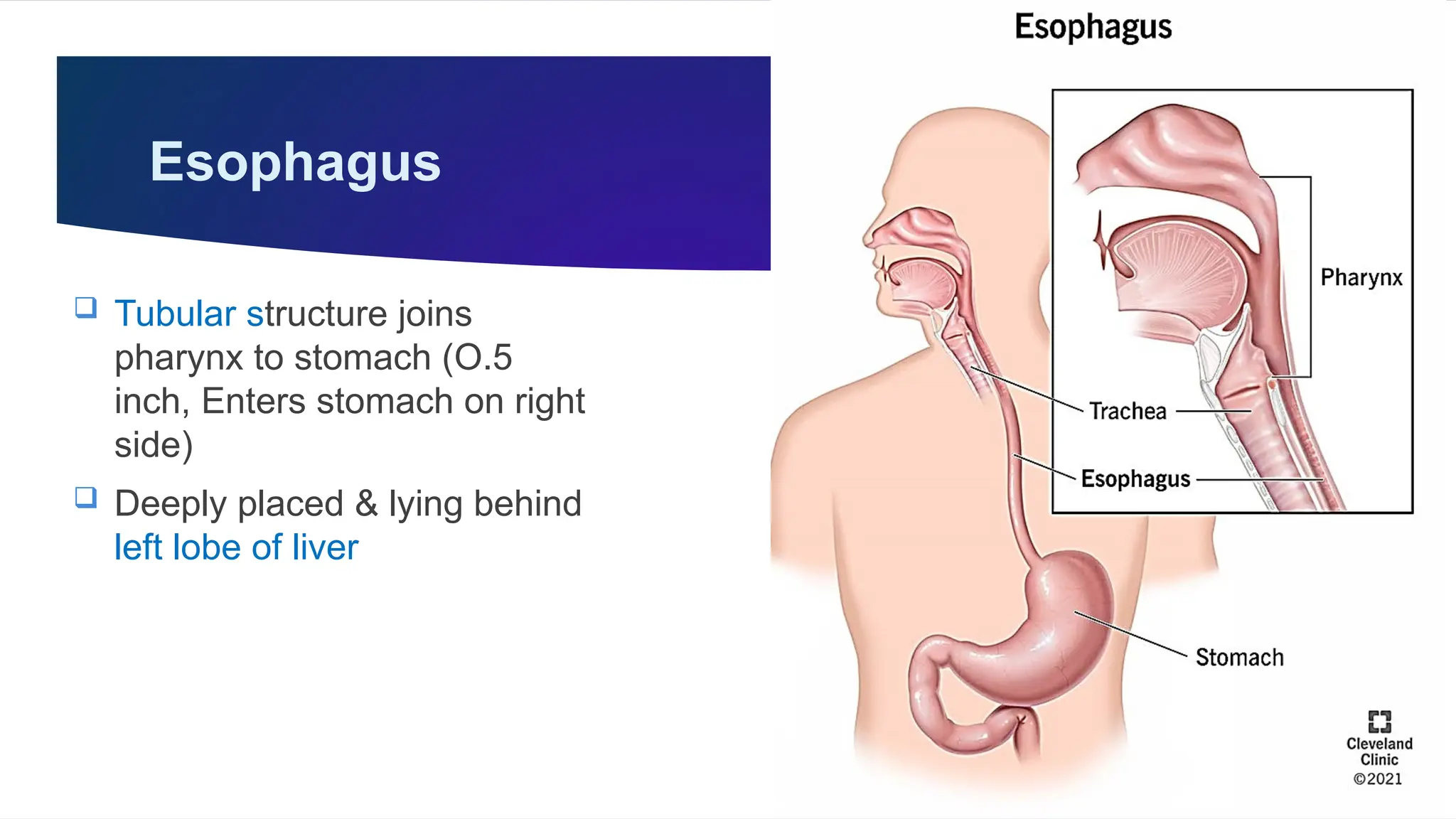 GIT, Esophagus, Stomach & Abdomen BY Dr. Rabia Inam Gandapore.pptx