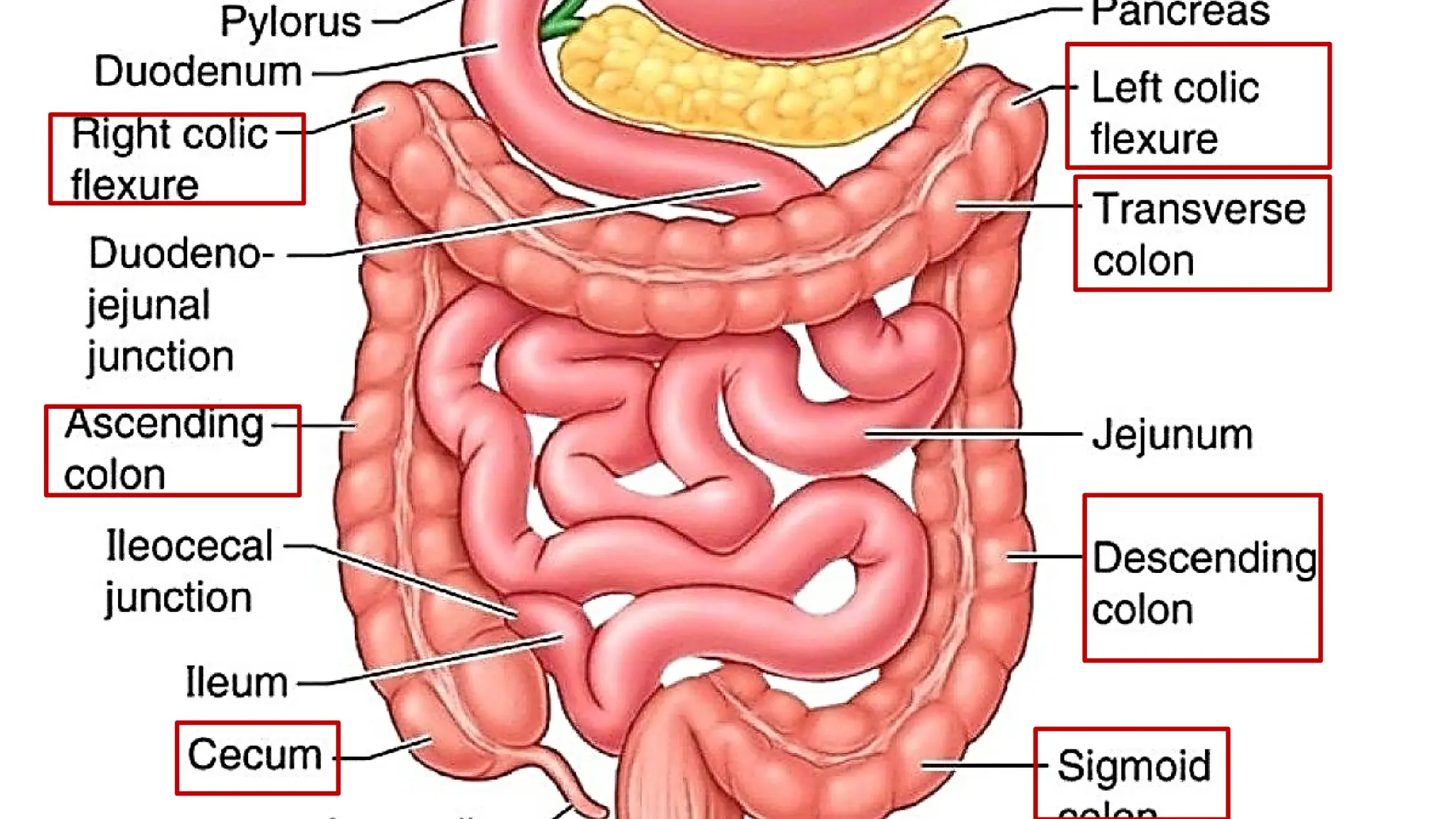 GIT, Esophagus, Stomach & Abdomen BY Dr. Rabia Inam Gandapore.pptx