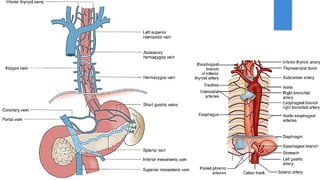 GIT, Esophagus, Stomach & Abdomen BY Dr. Rabia Inam Gandapore.pptx