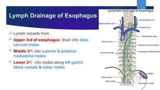 GIT, Esophagus, Stomach & Abdomen BY Dr. Rabia Inam Gandapore.pptx
