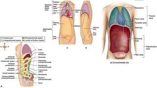 GIT, Esophagus, Stomach & Abdomen BY Dr. Rabia Inam Gandapore.pptx