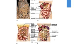 GIT, Esophagus, Stomach & Abdomen BY Dr. Rabia Inam Gandapore.pptx
