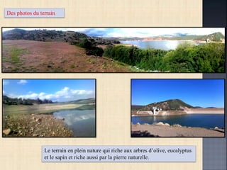 Des photos du terrain
Le terrain en plein nature qui riche aux arbres d’olive, eucalyptus
et le sapin et riche aussi par la pierre naturelle.
 