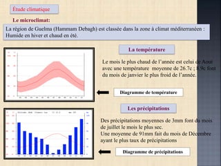 Étude climatique
Le microclimat:
La région de Guelma (Hammam Debagh) est classée dans la zone à climat méditerranéen :
Humide en hiver et chaud en été.
Des précipitations moyennes de 3mm font du mois
de juillet le mois le plus sec.
Une moyenne de 91mm fait du mois de Décembre
ayant le plus taux de précipitations
Le mois le plus chaud de l’année est celui de Aout
avec une température moyenne de 26.7c ; 8.9c font
du mois de janvier le plus froid de l’année.
La température
Les précipitations
Diagramme de température
Diagramme de précipitations
 