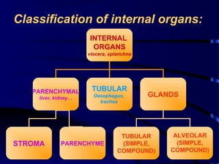 Classification of internal organs:
INTERNAL
ORGANS
viscera, splanchna
PARENCHYMAL
liver, kidney…
TUBULAR
Oesophagus,
trachea
GLANDS
TUBULAR
(SIMPLE,
COMPOUND)
ALVEOLAR
(SIMPLE,
COMPOUND)
STROMA PARENCHYME
 