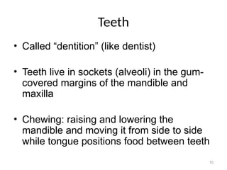 10
Teeth
• Called “dentition” (like dentist)
• Teeth live in sockets (alveoli) in the gum-
covered margins of the mandible and
maxilla
• Chewing: raising and lowering the
mandible and moving it from side to side
while tongue positions food between teeth
 