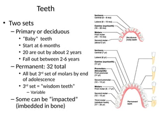 11
Teeth
• Two sets
– Primary or deciduous
• “Baby” teeth
• Start at 6 months
• 20 are out by about 2 years
• Fall out between 2-6 years
– Permanent: 32 total
• All but 3rd
set of molars by end
of adolescence
• 3rd
set = “wisdom teeth”
– Variable
– Some can be “impacted”
(imbedded in bone)
 
