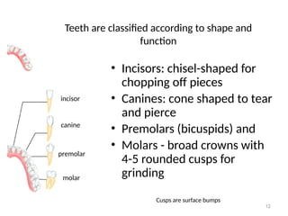 12
Teeth are classified according to shape and
function
• Incisors: chisel-shaped for
chopping off pieces
• Canines: cone shaped to tear
and pierce
• Premolars (bicuspids) and
• Molars - broad crowns with
4-5 rounded cusps for
grinding
incisor
canine
premolar
molar
Cusps are surface bumps
 
