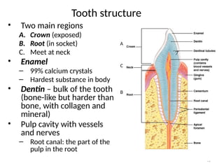 13
Tooth structure
• Two main regions
A. Crown (exposed)
B. Root (in socket)
C. Meet at neck
• Enamel
– 99% calcium crystals
– Hardest substance in body
• Dentin – bulk of the tooth
(bone-like but harder than
bone, with collagen and
mineral)
• Pulp cavity with vessels
and nerves
– Root canal: the part of the
pulp in the root
A
B
C
 