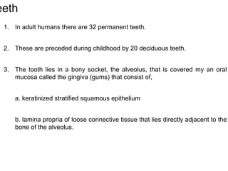 1. In adult humans there are 32 permanent teeth.
2. These are preceded during childhood by 20 deciduous teeth.
3. The tooth lies in a bony socket, the alveolus, that is covered my an oral
mucosa called the gingiva (gums) that consist of,
a. keratinized stratified squamous epithelium
b. lamina propria of loose connective tissue that lies directly adjacent to the
bone of the alveolus.
eeth
 