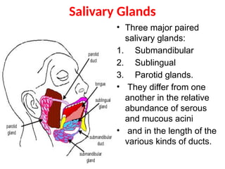 Salivary Glands
• Three major paired
salivary glands:
1. Submandibular
2. Sublingual
3. Parotid glands.
• They differ from one
another in the relative
abundance of serous
and mucous acini
• and in the length of the
various kinds of ducts.
 
