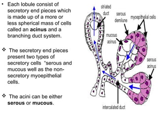 • Each lobule consist of
secretory end pieces which
is made up of a more or
less spherical mass of cells
called an acinus and a
branching duct system.
 The secretory end pieces
present two types of
secretory cells “serous and
mucous well as the non-
secretory myoepithelial
cells.
 The acini can be either
serous or mucous.
 