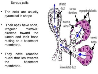 Serous cells
• The cells are usually
pyramidal in shape
• Their apex have short,
irregular microvilli
directed toward the
lumen and their base
resting on a basement
membrane.
• They have rounded
nuclei that lies towards
the basement
membrane.
 