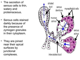 • The secretion of
serous cells is thin,
watery and
proteinaceous.
• Serous cells stained
darkly because of
the presence of
zymogen granules
in their cytoplasm.
• They are joined
near their apical
surfaces by
junctional
complexes.
 