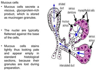 Mucous cells
• Mucous cells secrete a
viscous, glycoprotein-rich
product, which is stored
as mucinogen granules.
• The nuclei are typically
flattened against the base
of the cells.
• Mucous cells stains
lightly thus looking pale
and appear empty in
standard histological
sections, because their
granules are lost during
preparation.
 