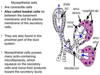 Myoepithelial cells
• Are contractile cells
• Also called basket cells lie
between the basement
membrane and the plasma
membrane of the secretory
cells.
• They are also found in the
proximal part of the duct
system.
• Myoepithelial cells posses
many actin-containing
microfilaments, which
squeeze on the secretory
cells and move their products
toward the excretory ducts
 