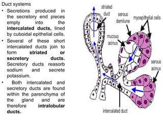 Duct systems
• Secretions produced in
the secretory end pieces
empty into the
intercalated ducts, lined
by cuboidal epithelial cells.
• Several of these short
intercalated ducts join to
form striated or
secretory ducts.
Secretory ducts reasorb
sodium and secrete
potassium.
• Both intercalated and
secretory ducts are found
within the parenchyma of
the gland and are
therefore intralobular
ducts.
 