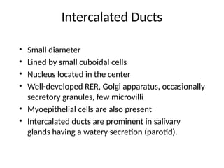 Intercalated Ducts
• Small diameter
• Lined by small cuboidal cells
• Nucleus located in the center
• Well-developed RER, Golgi apparatus, occasionally
secretory granules, few microvilli
• Myoepithelial cells are also present
• Intercalated ducts are prominent in salivary
glands having a watery secretion (parotid).
 