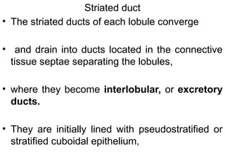 Striated duct
• The striated ducts of each lobule converge
• and drain into ducts located in the connective
tissue septae separating the lobules,
• where they become interlobular, or excretory
ducts.
• They are initially lined with pseudostratified or
stratified cuboidal epithelium,
 