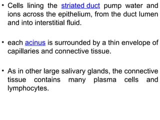 • Cells lining the striated duct pump water and
ions across the epithelium, from the duct lumen
and into interstitial fluid.
• each acinus is surrounded by a thin envelope of
capillaries and connective tissue.
• As in other large salivary glands, the connective
tissue contains many plasma cells and
lymphocytes.
 