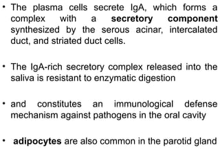 • The plasma cells secrete IgA, which forms a
complex with a secretory component
synthesized by the serous acinar, intercalated
duct, and striated duct cells.
• The IgA-rich secretory complex released into the
saliva is resistant to enzymatic digestion
• and constitutes an immunological defense
mechanism against pathogens in the oral cavity
• adipocytes are also common in the parotid gland
 