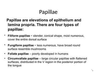 4
Papillae
Papillae are elevations of epithelium and
lamina propria. There are four types of
papillae:
• Filiform papillae - slender, conical shape, most numerous,
cover the entire dorsal surface
• Fungiform papillae - less numerous, have broad round
surface resemble mushrooms
• Foliate papillae – poorly developed in humans
• Circumvallate papillae – large circular papillae with flattened
surfaces, distributed in the V region in the posterior portion of
the tongue
4
 