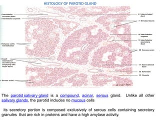 HISTOLOGY OF PAROTID GLAND
The parotid salivary gland is a compound, acinar, serous gland. Unlike all other
salivary glands, the parotid includes no mucous cells
its secretory portion is composed exclusively of serous cells containing secretory
granules that are rich in proteins and have a high amylase activity.
 