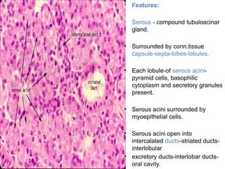 • Features:
• Serous - compound tubuloacinar
gland.
• Surrounded by conn.tissue
capsule-septa-lobes-lobules.
• Each lobule-of serous acini-
pyramid cells, basophilic
cytoplasm and secretory granules
present.
• Serous acini surrounded by
myoepithelial cells.
• Serous acini open into
intercalated ducts-striated ducts-
interlobular
• excretory ducts-interlobar ducts-
oral cavity.
 