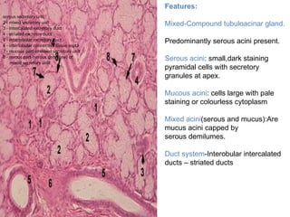 serous secretory unit
2 - mixed secretory unit
3 - intercalated excretory duct
4 - striated excretoy duct
5 - interlobular excretory duct
6 - interlobular connective tissue septa
7 - mucous part of mixed secretory unit
8 - serous part (serous demilune) of
mixed secretory unit
Features:
Mixed-Compound tubuloacinar gland.
Predominantly serous acini present.
Serous acini: small,dark staining
pyramidal cells with secretory
granules at apex.
Mucous acini: cells large with pale
staining or colourless cytoplasm
Mixed acini(serous and mucus):Are
mucus acini capped by
serous demilumes.
Duct system-Interobular intercalated
ducts – striated ducts
 