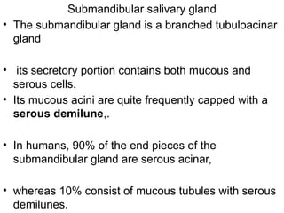 Submandibular salivary gland
• The submandibular gland is a branched tubuloacinar
gland
• its secretory portion contains both mucous and
serous cells.
• Its mucous acini are quite frequently capped with a
serous demilune,.
• In humans, 90% of the end pieces of the
submandibular gland are serous acinar,
• whereas 10% consist of mucous tubules with serous
demilunes.
 