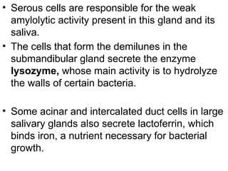 • Serous cells are responsible for the weak
amylolytic activity present in this gland and its
saliva.
• The cells that form the demilunes in the
submandibular gland secrete the enzyme
lysozyme, whose main activity is to hydrolyze
the walls of certain bacteria.
• Some acinar and intercalated duct cells in large
salivary glands also secrete lactoferrin, which
binds iron, a nutrient necessary for bacterial
growth.
 