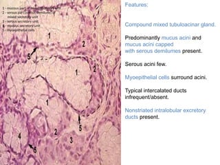 1 - mucous part of mixed secretory unit
2 - serous part (serous demilune) of
mixed secretory unit
3 - serous secretory unit
4 - mucous secretory unit
5 - myoepithelial cells
Features:
Compound mixed tubuloacinar gland.
Predominantly mucus acini and
mucus acini capped
with serous demilumes present.
Serous acini few.
Myoepithelial cells surround acini.
Typical intercalated ducts
infrequent/absent.
Nonstriated intralobular excretory
ducts present.
 