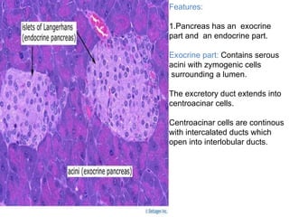 Features:
1.Pancreas has an exocrine
part and an endocrine part.
Exocrine part: Contains serous
acini with zymogenic cells
surrounding a lumen.
The excretory duct extends into
centroacinar cells.
Centroacinar cells are continous
with intercalated ducts which
open into interlobular ducts.
 