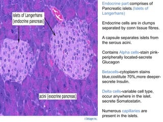 Endocrine part:comprises of
Pancreatic islets.(Islets of
Langerhans)
Endocrine cells are in clumps
separated by conn tissue fibres.
A capsule separates islets from
the serous acini.
Contains Alpha cells-stain pink-
peripherally located-secrete
Glucagon
Betacells-cytoplasm stains
blue,costitute 70%,more deeper-
secrete Insulin.
Delta cells-variable cell type,
occur anywhere in the islet.
secrete Somatostatin.
Numerous capillaries are
present in the islets.
 