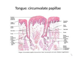 5
Tongue: circumvalate papillae
5
 