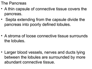 The Pancreas
• A thin capsule of connective tissue covers the
pancreas.
• Septa extending from the capsule divide the
pancreas into poorly defined lobules.
• A stroma of loose connective tissue surrounds
the lobules.
• Larger blood vessels, nerves and ducts lying
between the lobules are surrounded by more
abundant connective tissue.
 