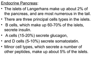 Endocrine Pancreas:
• The islets of Langerhans make up about 2% of
the pancreas, and are most numerous in the tail.
• There are three principal cells types in the islets.
• B cells, which make up 60-70% of the islets,
secrete insulin.
• A cells (15-20%) secrete glucagon,
• and D cells (5-10%) secrete somatostatin.
• Minor cell types, which secrete a number of
other peptides, make up about 5% of the islets.
 