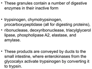 • These granules contain a number of digestive
enzymes in their inactive form
• trypsinogen, chymotrypsinogen,
procarboxypeptidase (all for digesting proteins),
• ribonuclease, deoxyribonuclease, triacylglycerol
lipase, phospholipase A2, elastase, and
amylase.
• These products are conveyed by ducts to the
small intestine, where enterokinases from the
glycocalyx activate trypsinogen by converting it
to trypsin.
 