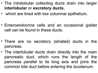 • The intralobular collecting ducts drain into larger
interlobular or excretory ducts,
• which are lined with low columnar epithelium.
• Enteroendocrine cells and an occasional goblet
cell can be found in these ducts.
• There are no secretory (striated) ducts in the
pancreas.
• The interlobular ducts drain directly into the main
pancreatic duct, which runs the length of the
pancreas parallel to its long axis and joins the
common bile duct before entering the duodenum.
 