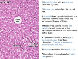 1.Hepatic lobules with a central vein
separated by septa.
2.Hepatocytes radiate from the central
vein.
3.Sinusoids lined by endothelial cells are
separated from the hepatocytes by a
perisinusoidal space of Disse.
4.Hepatocytes secrete bile into bile
canaliculi which converge at the
periphery of each lobule into portal areas
as bile ducts.
5.The connective tissue forms portal
triads/portal areas ,It contains
branches of hepatic artery,hepatic
portal vein,and bile duct.
6.Bile ducts drain into the hepatic duct.
7.Specialized phagocytes called Kupfer
cells present.
 